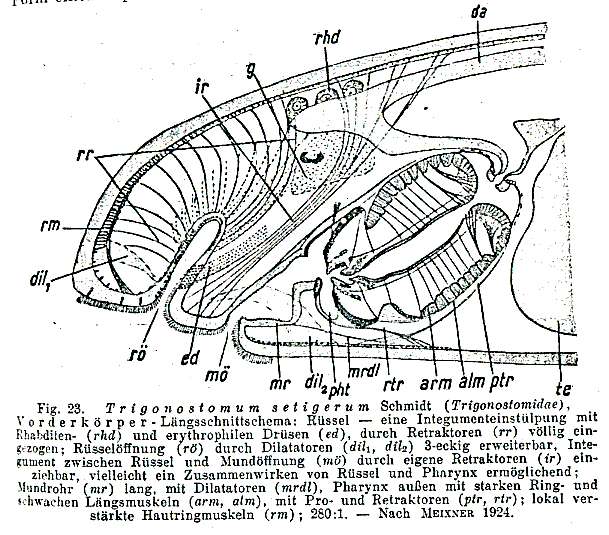 Image de Trigonostomidae