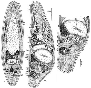 Image of Postmecynostomum