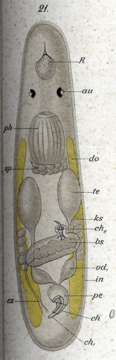 Image of Trigonostomum coronatum (Graff 1882)