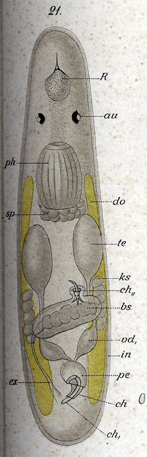 Image de Trigonostomum coronatum (Graff 1882)