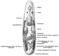 Image de Trigonostomum coronatum (Graff 1882)