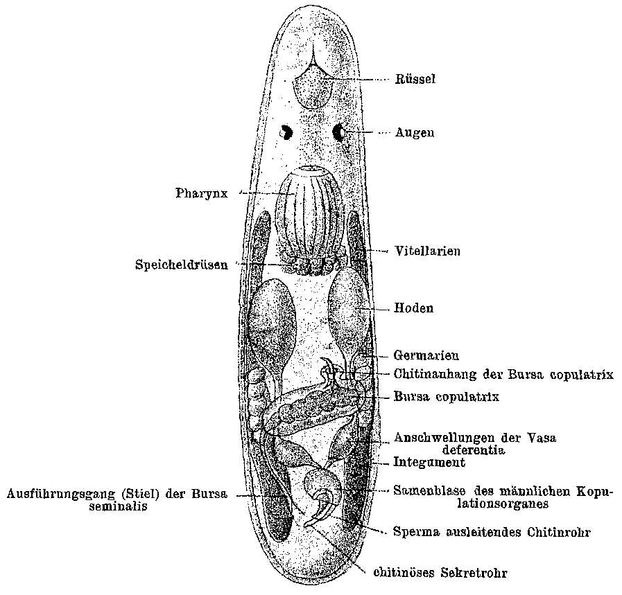 Image de Trigonostomum coronatum (Graff 1882)