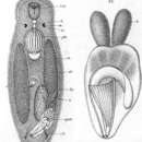 Image of Trigonostomum mirabile (Pereyaslawzewa 1892)