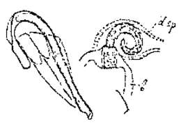 Image de Trigonostomum mirabile (Pereyaslawzewa 1892)