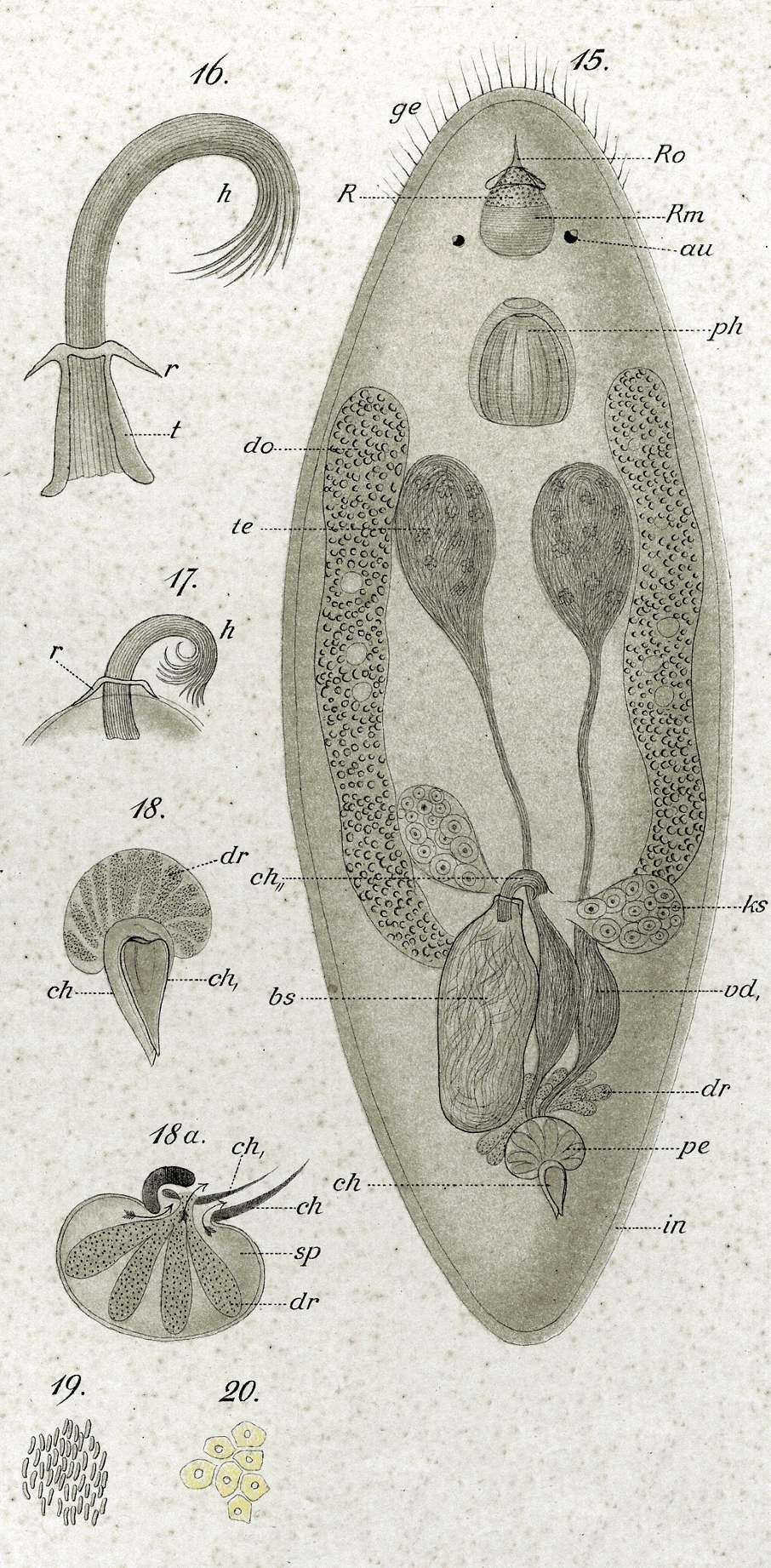 Image de Trigonostomum penicillatum (Schmidt 1857)