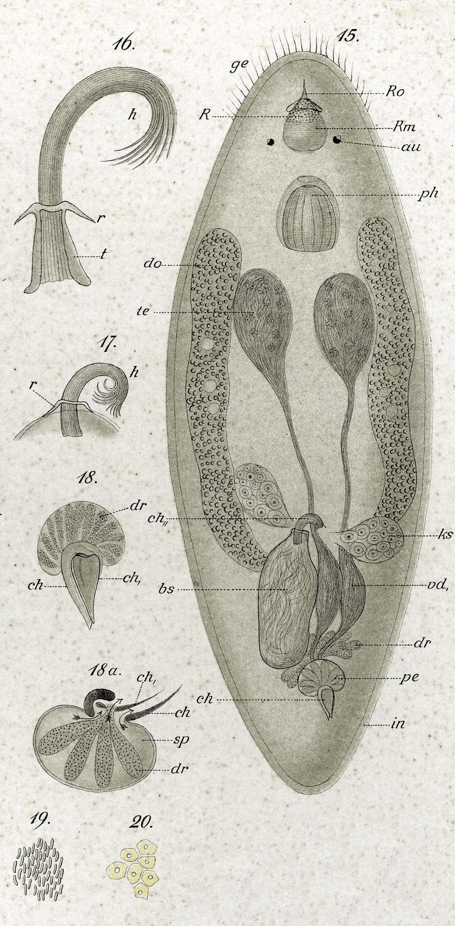 Plancia ëd Trigonostomum penicillatum (Schmidt 1857)