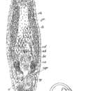 Image of Trigonostomum venenosum (Uljanin 1870)