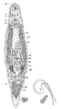 Image of Trigonostomum venenosum (Uljanin 1870)