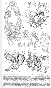 Image of Beklemischeviella