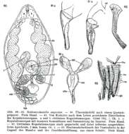 Image of Beklemischeviella