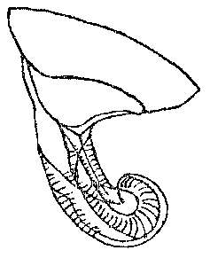 Imagem de Beklemischeviella brevistyla Beklemischev 1953