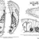 Image of Pseudmecynostomum pelophilum Dörjes 1968