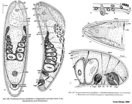 Image of Pseudmecynostomum