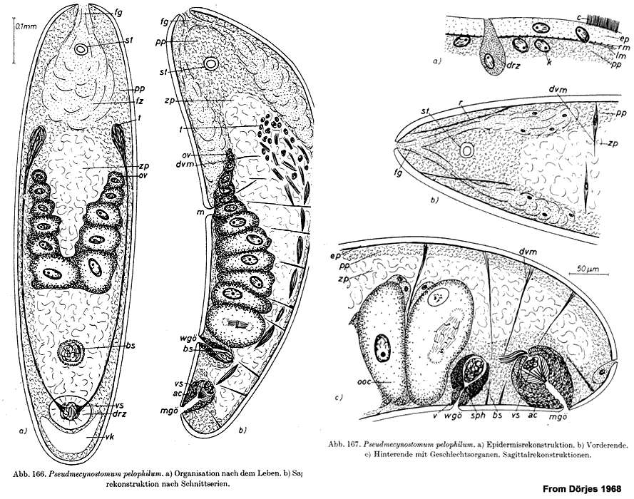 Image of Pseudmecynostomum