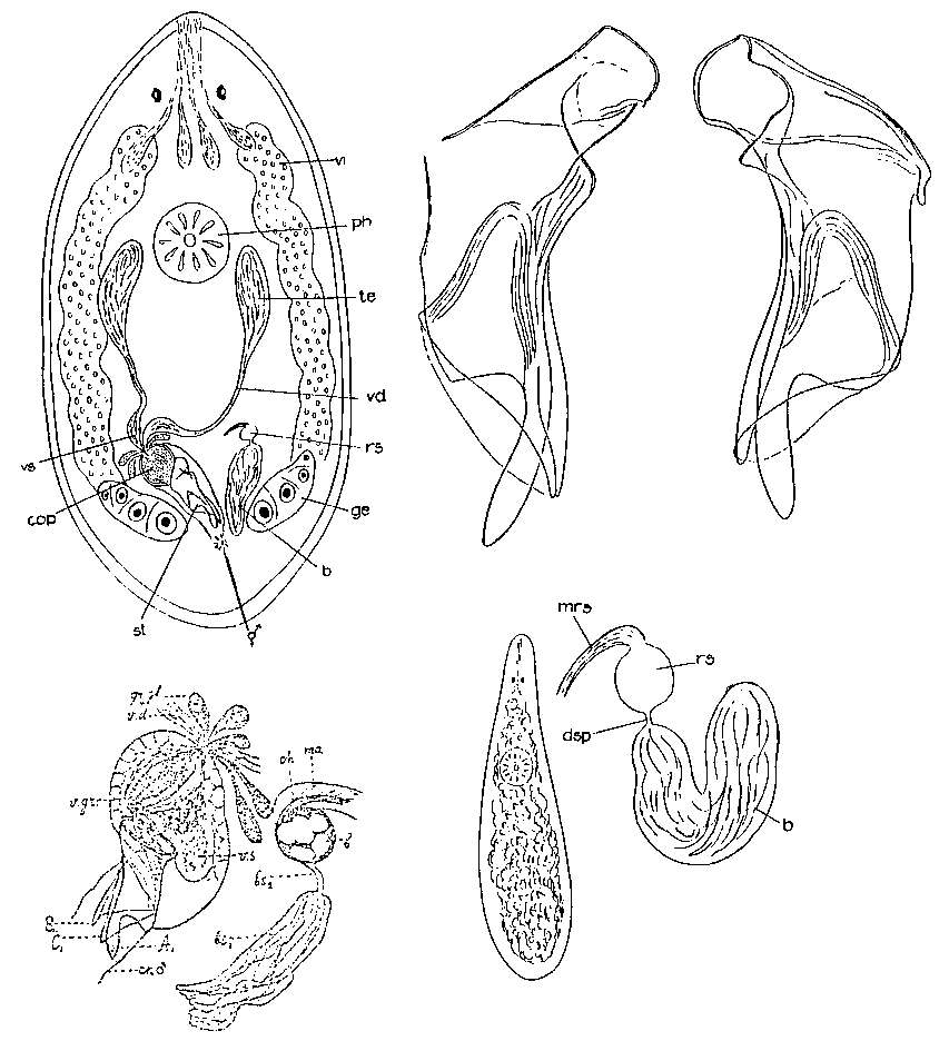 Image of Ptychopera plebeia (Beklemischev 1927)