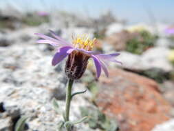 Image of Idaho fleabane