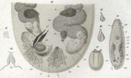 Image of Ptychopera tuberculata (Graff 1882)