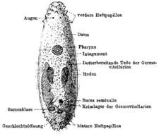 Image of Ptychopera tuberculata (Graff 1882)