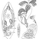 Image of Ptychopera zostericola Ax 1971