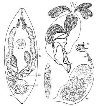 Image of Ptychopera zostericola Ax 1971