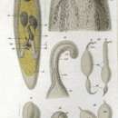 Image de Ceratopera gracilis (Graff 1882) Den Hartog 1964