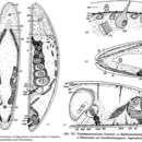 Image of Pseudmecynostomum bruneum Dörjes 1968