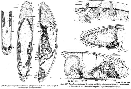 Image of Pseudmecynostomum