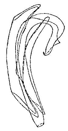 Image de Ceratopera reisingeri (Riedl 1959)
