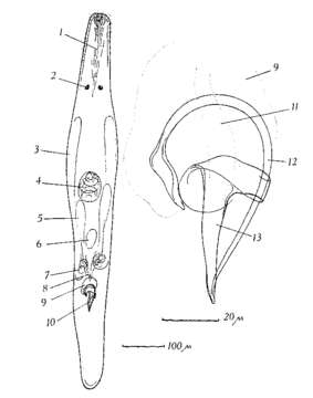 Image of Ceratopera steinboecki (Riedl 1959)