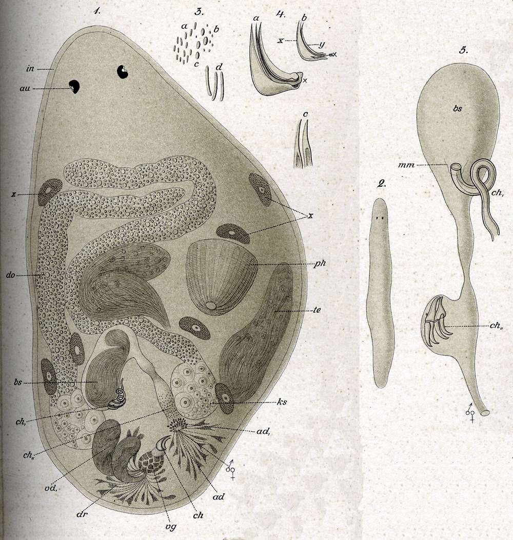 Image of Proxenetes lutheri Hartog 1966