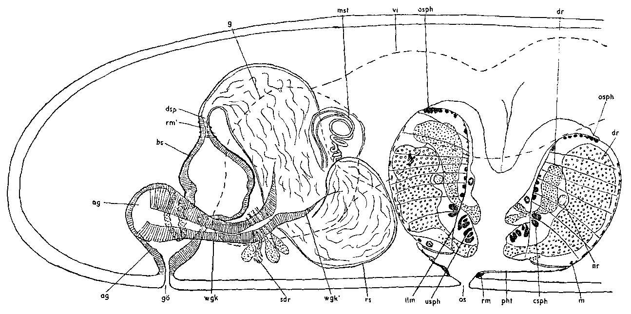 Image of Proxenetes lutheri Hartog 1966