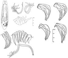 Image of Proxenetes deltoides Hartog 1965