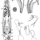 Image of Proxenetes fasciger Ehlers 1974