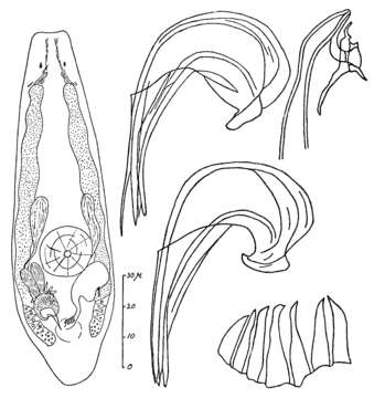 Image of Proxenetes flabellifer Jensen 1878