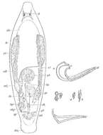 Image of Proxenetes flabellifer Jensen 1878