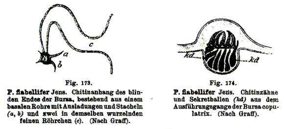 Image of Proxenetes flabellifer Jensen 1878