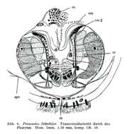 Image of Proxenetes flabellifer Jensen 1878