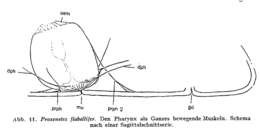 Image of Proxenetes flabellifer Jensen 1878