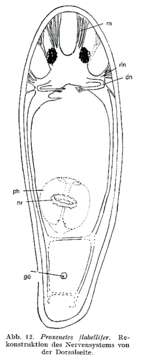 Image of Proxenetes flabellifer Jensen 1878