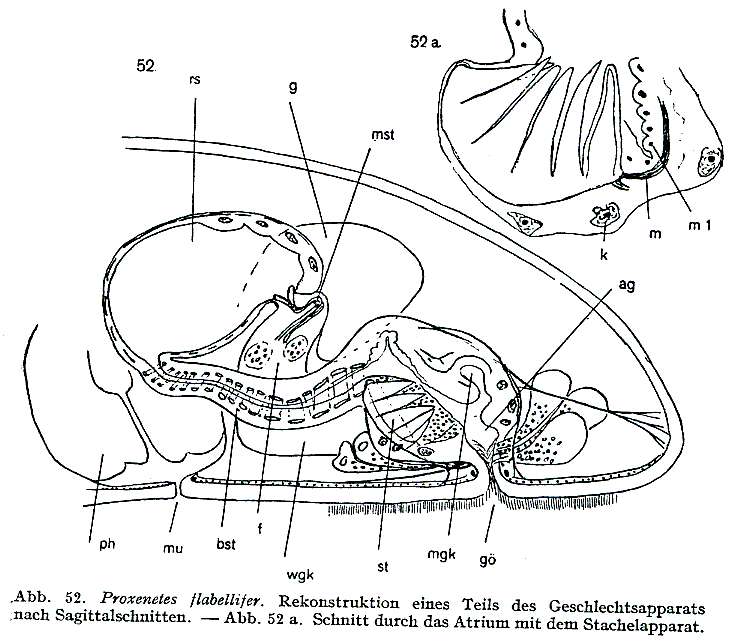 Image of Proxenetes flabellifer Jensen 1878