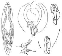 Image of Proxenetes inflatus Hartog 1966