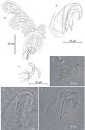 Image of Proxenetes inflatus Hartog 1966