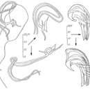 Image of Proxenetes intermedius Hartog 1966