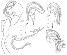 Image of Proxenetes intermedius Hartog 1966