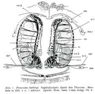 Image of Proxenetes karlingi Luther 1943