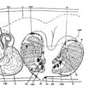 Imagem de Proxenetes lutheri Hartog 1966