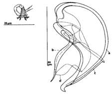 Image of Parapharyngiella