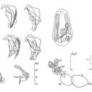 Image of Proxenetes minimus Hartog 1966