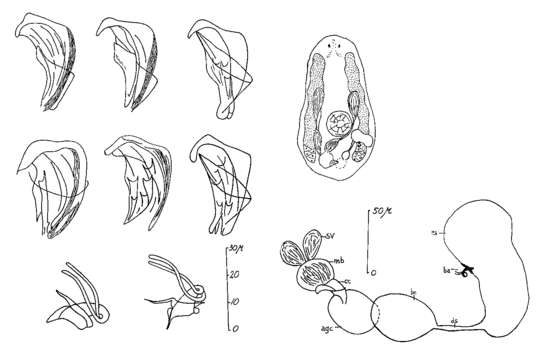 Image of Proxenetes minimus Hartog 1966