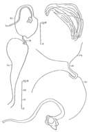 Image of Proxenetes monotubulus Hartog 1966